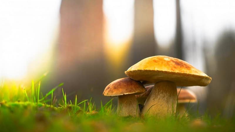 Al momento stai visualizzando Indicazioni per la Consacrazione dei terreni nel giorno di Santa Lucia (13 dicembre)