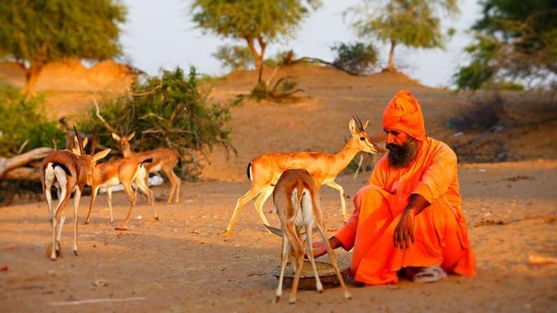 Scopri di più sull'articolo Tribù Bishnoi – 29 Comandamenti